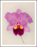 LIVRO RHS ORCHIDS